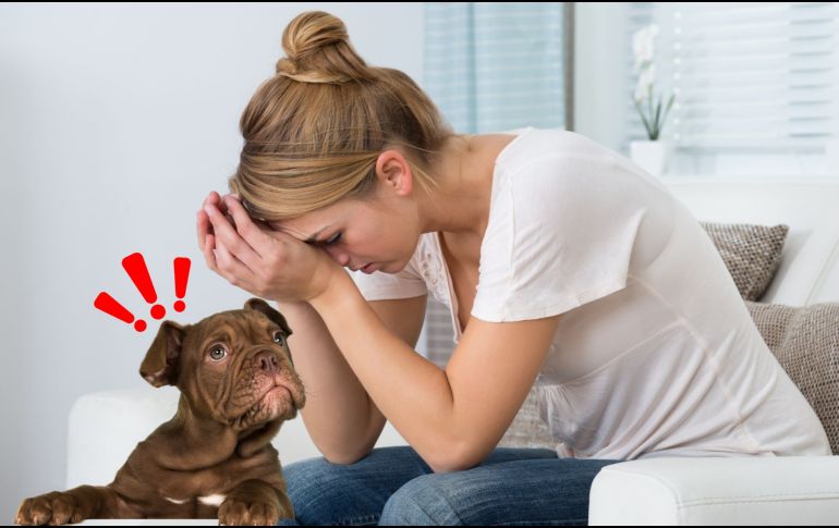 Su olfato es tan poderoso que incluso puede revelar lo que intentamos ocultar: el estrés. CANVA