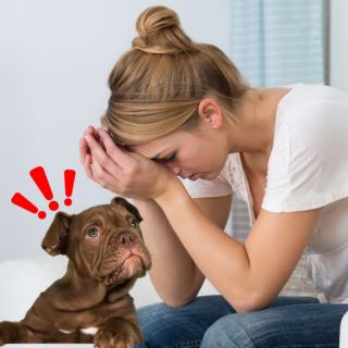 Estudio revela que los perros son capaces de OLER el estrés en las personas