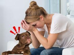 Su olfato es tan poderoso que incluso puede revelar lo que intentamos ocultar: el estrés. CANVA