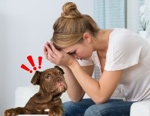 Su olfato es tan poderoso que incluso puede revelar lo que intentamos ocultar: el estrés. CANVA