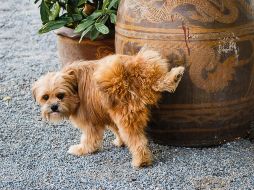 Comprender cuáles los atraen permite tanto prevenir accidentes en casa como facilitar su entrenamiento de manera más efectiva. CANVA