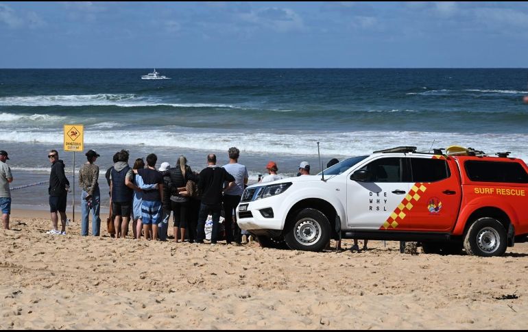 Los escualos -especialmente el gran tiburón blanco- al igual que los cocodrilos, son dos temidos animales de Australia conocidos por sus esporádicos ataques a humanos. EFE/EPA/Dean Lewins Australia and New Zealand Out