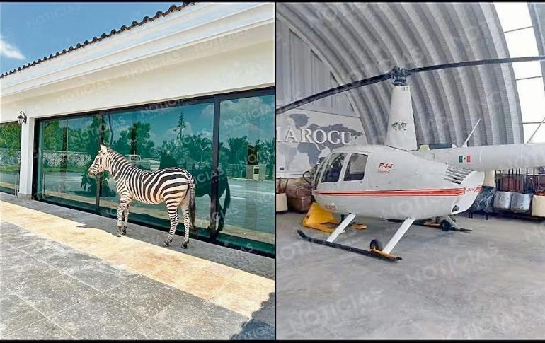 Una cebra y un helicóptero fueron asegurados durante el cateo a la residencia en Altozano, Tabasco. ESPECIAL