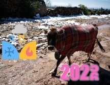 En promedio, se registran alrededor de 50 frentes fríos cada año, con una duración de entre 3 y 7 días. ESPECIAL / EL INFORMADOR y CANVA