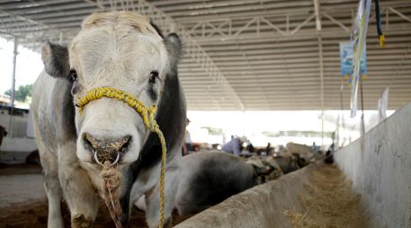 Además de las plagas, los ganaderos enfrentan problemas de financiamiento y falta de agua. EL IFORMADOR/Archivo