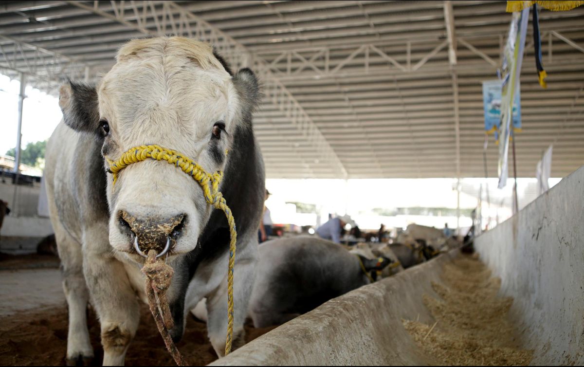 Además de las plagas, los ganaderos enfrentan problemas de financiamiento y falta de agua. EL IFORMADOR/Archivo