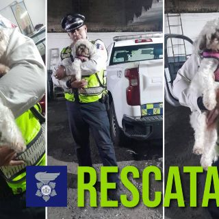 Rescatan a perrita que caminaba en el tráfico en colonia Camichines