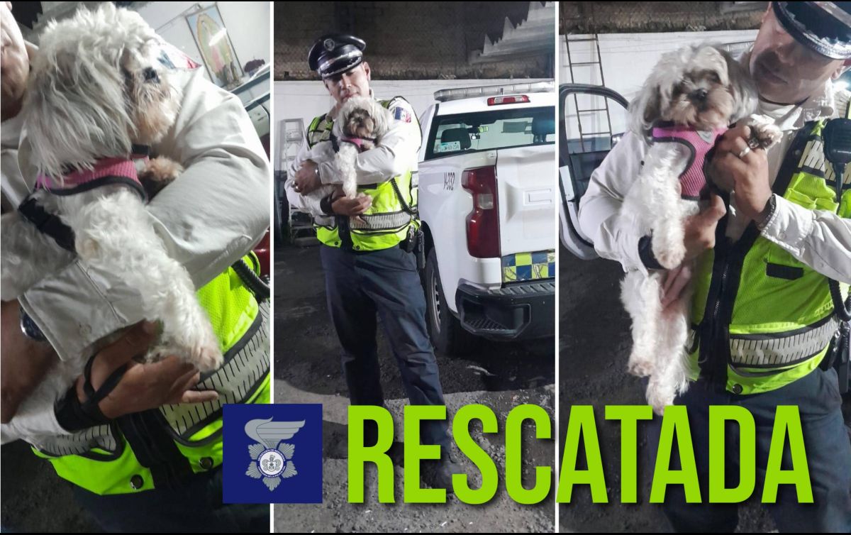 Esta es la perrita rescatada el día de hoy en las primeras horas del lunes 15 de septiembre. ESPECIAL / FACEBOOK Policía Vial Jalisco