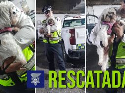 Esta es la perrita rescatada el día de hoy en las primeras horas del lunes 15 de septiembre. ESPECIAL / FACEBOOK Policía Vial Jalisco