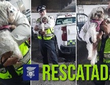 Esta es la perrita rescatada el día de hoy en las primeras horas del lunes 15 de septiembre. ESPECIAL / FACEBOOK Policía Vial Jalisco