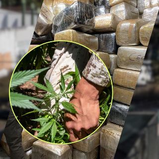 Aseguran invernadero con más de mil plantas de marihuana en CDMX