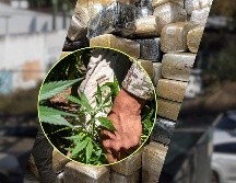 Además de la marihuana, se detuvieron a 4 hombres que conformaban una célula delictiva. EL INFORMADOR / NTX / AFP / ARCHIVO