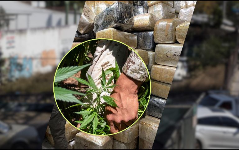 Además de la marihuana, se detuvieron a 4 hombres que conformaban una célula delictiva. EL INFORMADOR / NTX / AFP / ARCHIVO