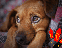 La pirotecnia causa estrés, miedo y ansiedad en perros, provocando temblores, taquicardia, accidentes e incluso problemas de conducta. Pixabay/ESPECIAL