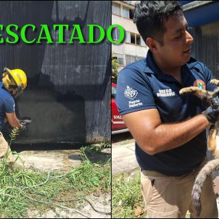 Rescatan a gato que quedó atorado en un puesto de tacos de Puerto Vallarta