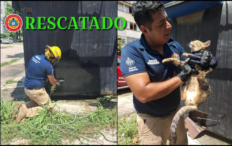 Un gato fue rescatado luego de quedar atrapado en un puesto de tacos en Puerto Vallarta. ESPECIAL / FACEBOOK Protección Civil y Bomberos Puerto Vallarta