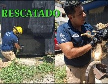 Un gato fue rescatado luego de quedar atrapado en un puesto de tacos en Puerto Vallarta. ESPECIAL / FACEBOOK Protección Civil y Bomberos Puerto Vallarta