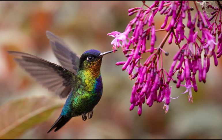Preparar néctar casero para colibríes es una práctica sencilla que no solo ayuda a estas aves a obtener energía, sino que también permite disfrutar de su presencia de manera segura y responsable. CANVA