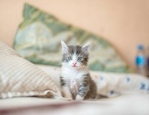 La convivencia con los gatos puede ser más agradable manteniendo la higiene y la salud del hogar. UNSPLASH.