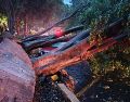 En la Cruz Roja del Parque Morelos cayeron tres árboles de gran tamaño, rompiendo incluso el concreto de la banqueta. CORTESÍA