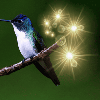 ¿Qué representa que un colibrí visite tu casa?