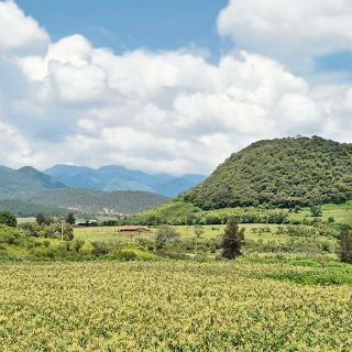 Ruta de la Raicilla: el tesoro líquido de Jalisco
