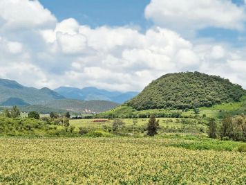 Ruta de la Raicilla: el tesoro líquido de Jalisco