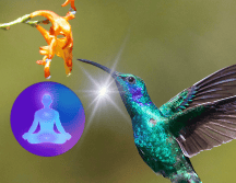 Hablar de un colibrí en el ámbito espiritual evoca armonía y transformación. Su simbolismo depende de la perspectiva cultural. UNSPLASH/ J. Wainscoat