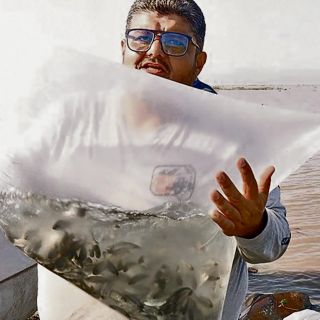 Siembran más de 200 mil crías de tilapia en Chapala