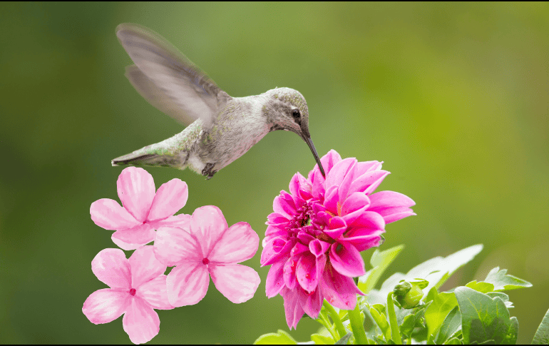 Si quieres atraer colibríes, estas son las flores que debes de colocar. ESPECIAL / CANVA