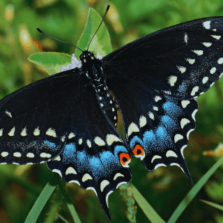 ¿Qué significa que una mariposa negra visite tu casa?