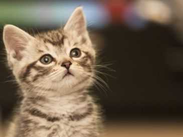 Es fundamental conocer cuáles son los alimentos que debes mantener lejos de tu gato. CANVA