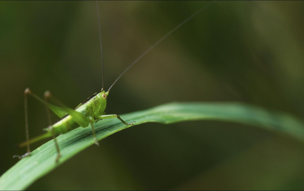 Este pequeño visitante recuerda que la naturaleza ofrece señales para guiar la vida diaria. FREEPIK