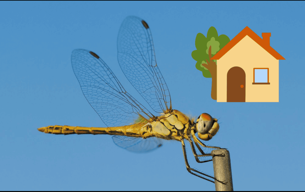 Espiritualidad: ¿Qué significa que una libélula entre a tu casa? | El
