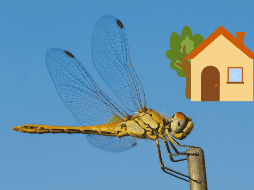 En el plano espiritual, la libélula se asocia con el mundo de los sueños y lo intangible.  CANVA