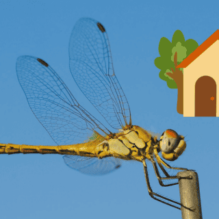 ¿Qué significa que una libélula entre a tu casa?