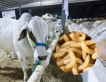 La Asociación Nacional de Ganaderos (NCBA, por sus siglas en inglés) de EU pidió al Departamento de Agricultura que haga 