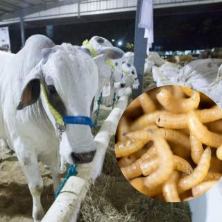 Detectan caso de gusano barrenador en este otro estado
