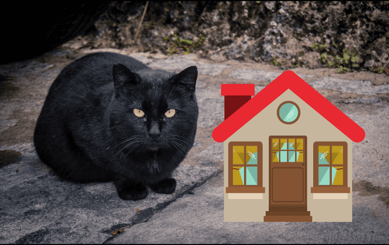 En ocasiones se asocia a los gatos negros con supersticiones y creencias populares. ESPECIAL / CANVA