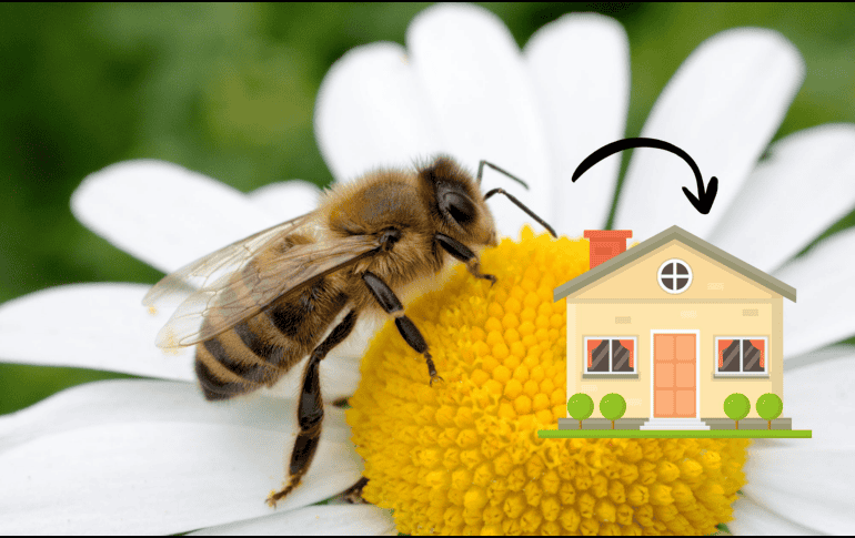 Al vivir en colmenas, estos insectos simbolizan el esfuerzo colectivo, por lo que su visita puede ser vista como un llamado a valorar el trabajo en equipo o fortalecer la unión con los seres queridos. CANVA