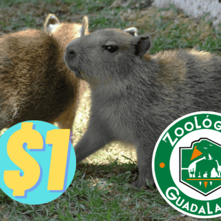 Zoológico de Guadalajara ofrece entradas a 1 peso: qué incluye y cómo comprar los tickets