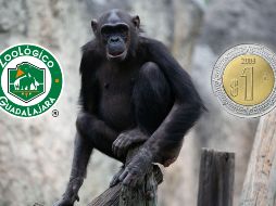 Toma en cuenta que la promoción de un peso por entrada al Zoológico de Guadalajara será  válida del sábado 11 al domingo 26 de octubre de este 2025. EL INFORMADOR / ARCHIVO