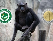 Toma en cuenta que la promoción de un peso por entrada al Zoológico de Guadalajara será  válida del sábado 11 al domingo 26 de octubre de este 2025. EL INFORMADOR / ARCHIVO