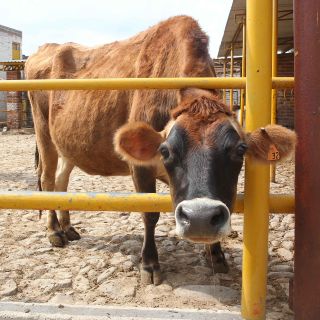México analiza medidas adicionales ante gusano barrenador