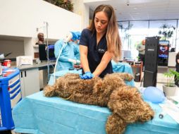 Esta mañana fue presentada la licenciatura en Medicina Veterinaria y Zootecnia en la Universidad Autónoma de Guadalajara (UAG). EL INFORMADOR / J. ACOSTA