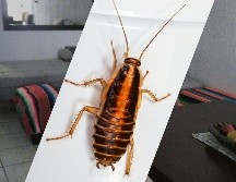 Tener cucarachas en tu hogar podría interpretarse como una señal para mirar hacia adentro y confrontar aquellos sentimientos que te impiden alcanzar tus metas. UNSPLASH / E. Karits / ESPECIAL / F. Flores