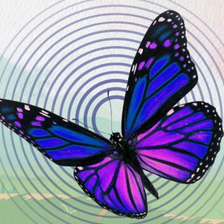 Este es el verdadero significado espiritual de las mariposas que pocos conocen