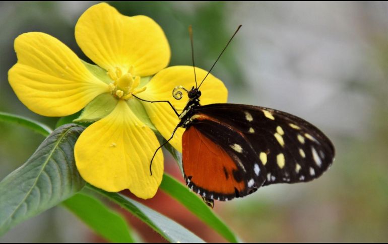 La mayoría de las tradiciones coinciden en que la mariposa representa alegría y la llegada de tiempos mejores. PIXABAY