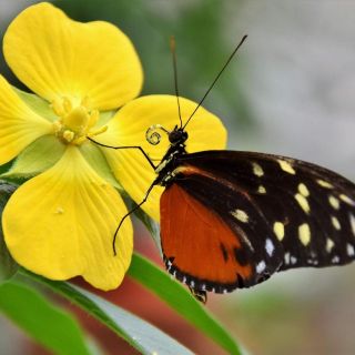 El verdadero significado espiritual de que una mariposa vuele a tu alrededor