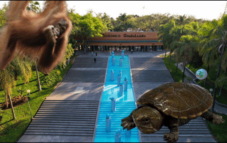 El caso más reciente es el del pasado mes de agosto, cuando el Zoológico Guadalajara reprodujo por primera vez bajo cuidado de profesionales un ejemplar de la tortuga conocida como 'Casquito'. ESPECIAL/ EL INFORMADOR/ ARCHIVO/ FACEBOOK/ Zoológico Guadalajara  